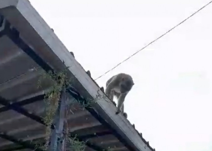 Fenomena Monyet Ekor Panjang Muncul Turun ke Perumahan Warga di Kuningan, Mungkinkah Kelaparan?