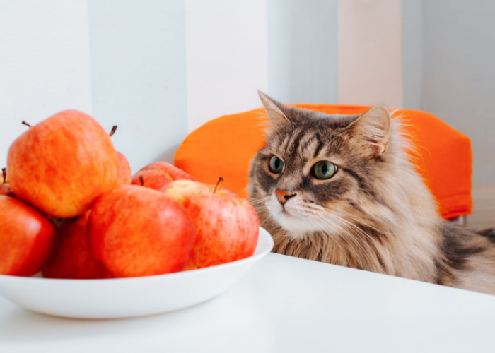 Kucing Boleh Makan Buah? Apa Buah yang Tidak Boleh Dimakan Kucing? Simak Sampai Habis!