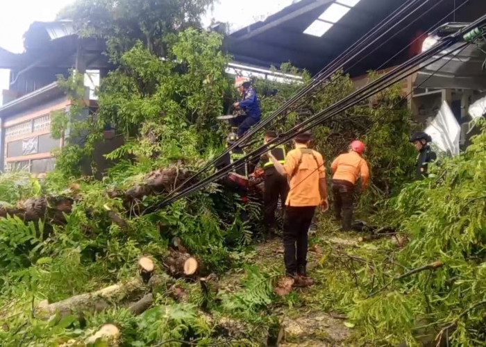 Bukan Lapor Damkar Apalagi ke BPBD Kuningan, Dinas Ini yang Tangani Pohon Membahayakan