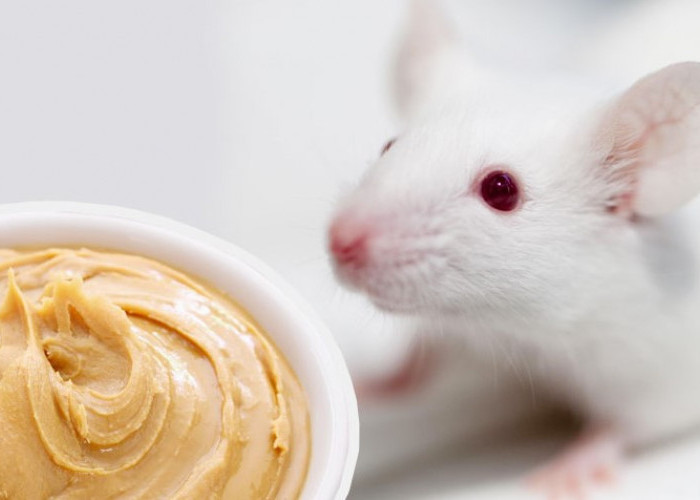 Basmi Tikus dengan Pemutih? Ini 4 Cara Membuat Racun Tikus dengan Pemutih dan Selai Kacang yang Ampuh!