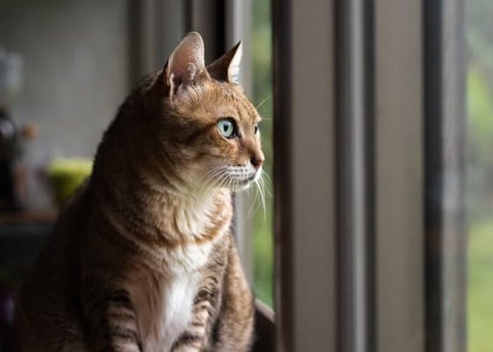 Penting! Ini 6 Panduan Meninggalkan Kucing di Rumah, Agar Kucing Tidak Stres dan Depresi