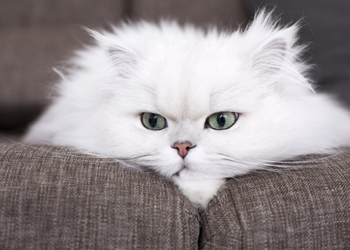 5 Fakta Unik Kucing Putih, yang Sering Dipercaya Membawa Keberuntungan!