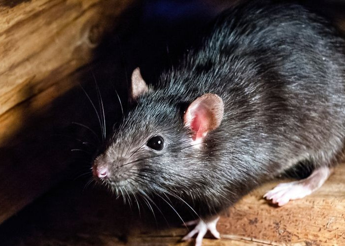Tikus Akan Takut Jika... Inilah 5 Tips Mengusir Tikus Bikin, Rumah Aman dan Nyaman Dari Gangguan Tikus