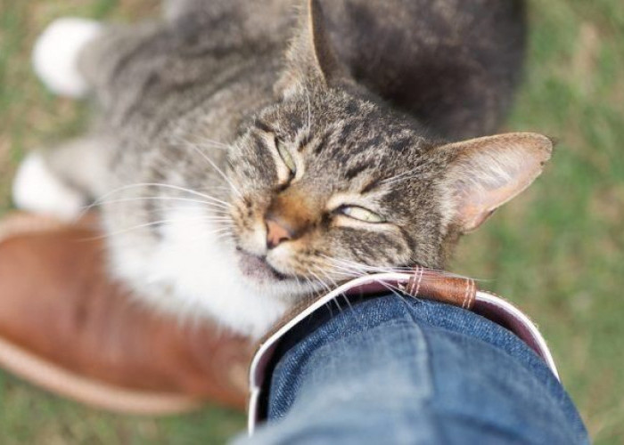 Inilah 4 Alasan Kenapa Kucing Suka Menggosokkan Kepala ke Kita, Bisa Jadi Ia Ingin Memberi Tahu Sesuatu