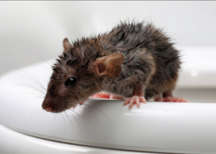 3 Cara Agar Tikus Got Takut Masuk ke Rumah, Tikus Langsung Lari dan Tidak Berani Datang Lagi