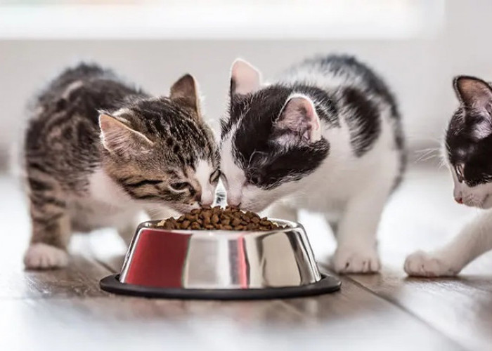 Ayo Menjadi Lebih Peka Terhadap Kucing Peliharaan! Inilah 4 Alasan Kucing Tidak Menghabiskan Makanannya