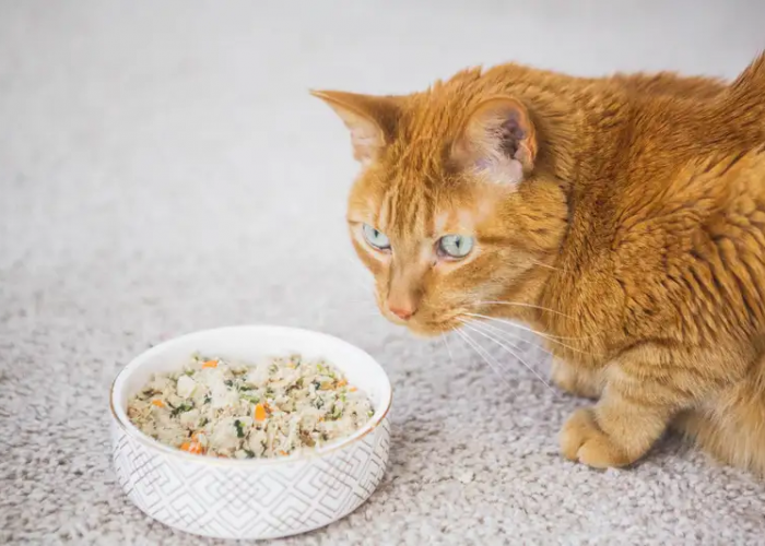 Praktis dan Hemat! Cara Membuat Makanan Kucing Sendiri Di Rumah, Dijamin Anabul Suka