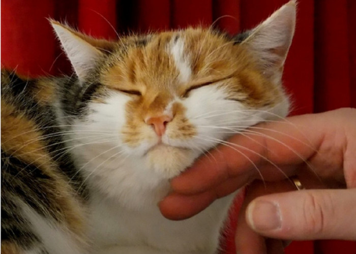 Kenali 5 Pertanda Kucing Mencintaimu Sebagai Pemiliknya, Yuk Simak Disini