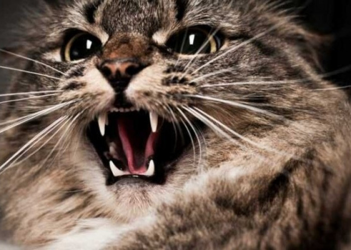 5 Cara Menenangkan Kucing Agresif, Manjur Untuk dilakukan !