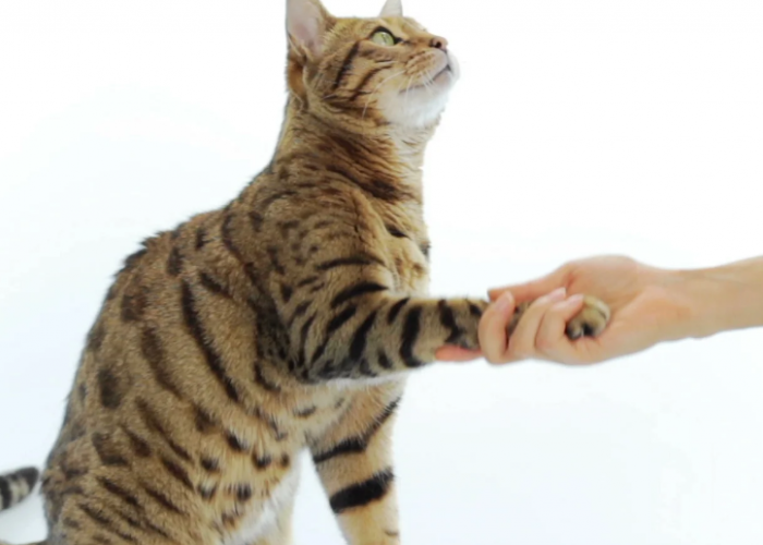 Ini Dia 4 Cara Memelihara Kucing Liar Agar Jinak dan Patuh Pada Pemiliknya, Cocok Bagi Pemula!