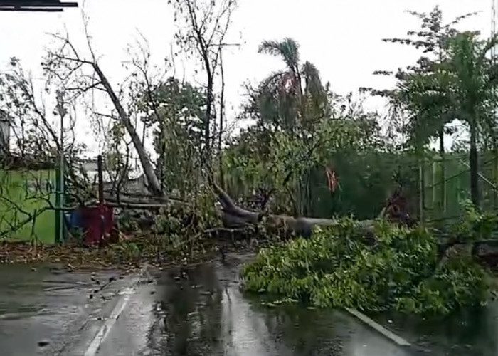 Pohon Tumbang di Jalan Raya Sumber - Cirebon, Akses Lalu Lintas Terganggu