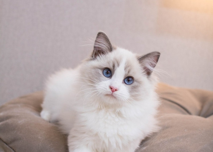 Lucu dan Gemas! Inilah 5 Ras Kucing yang Bersahabat dan Penurut, Cocok untuk Teman Setia di Rumah 