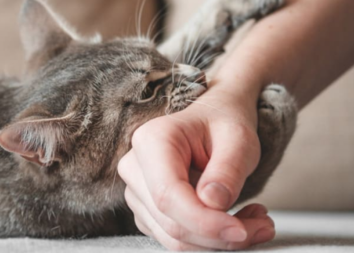Tanda Kasih Sayang? Ternyata Ini 4 Alasan Kenapa Kucing Suka Menggigit Tangan Kita