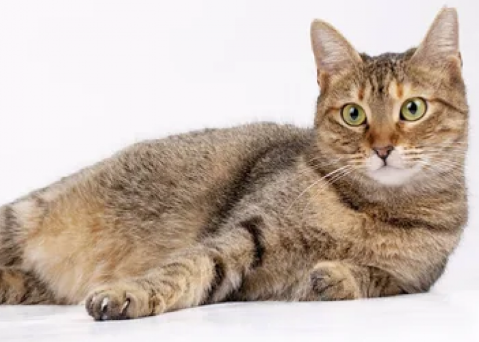 6 Tips Untuk Mencegah Kucing Hamil Tanpa Steril di Rumah! Catlovers Wajib Tau!