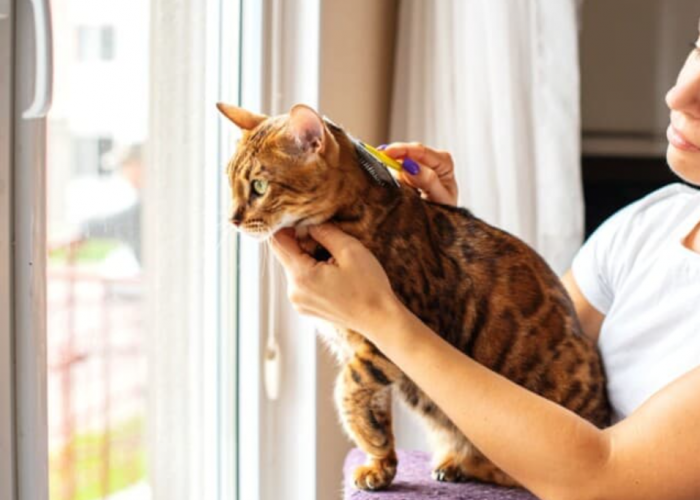 Mau Pelihara Anabul tapi Takut Bau? Inilah 7 Cara Memelihara Kucing agar Tidak Bau di Rumahnya!