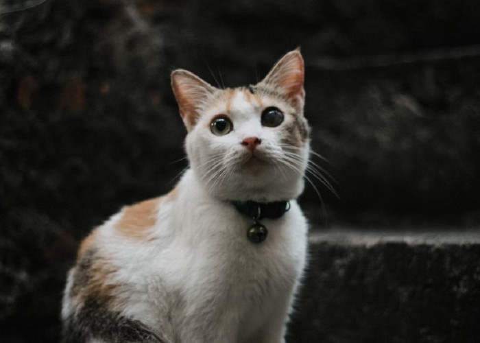 Ini Dia 3 Alasan Menarik Mengapa Kamu Harus Sering Berbicara dengan Kucing Peliharaanmu