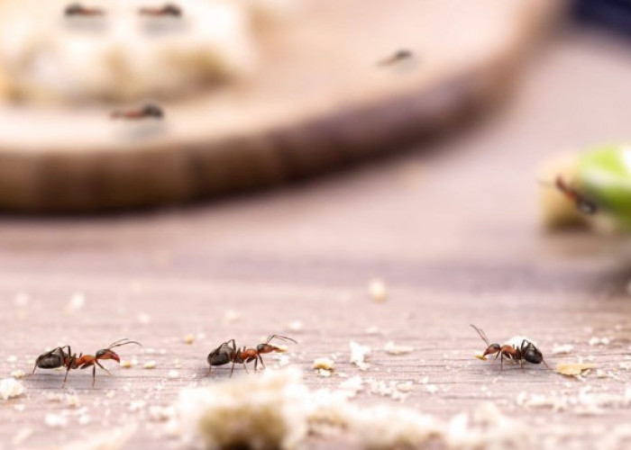Makananmu Sering Disemutin? Ini 4 Tips Mengusir Semut dari Meja Makan yang Perlu Kamu Tau!
