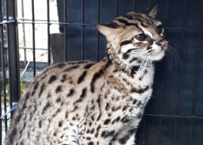 Jangan Dibiarkan Punah, 7 Upaya Lindungi Kucing Liar di Indonesia, Salah Satunya Masyarakat