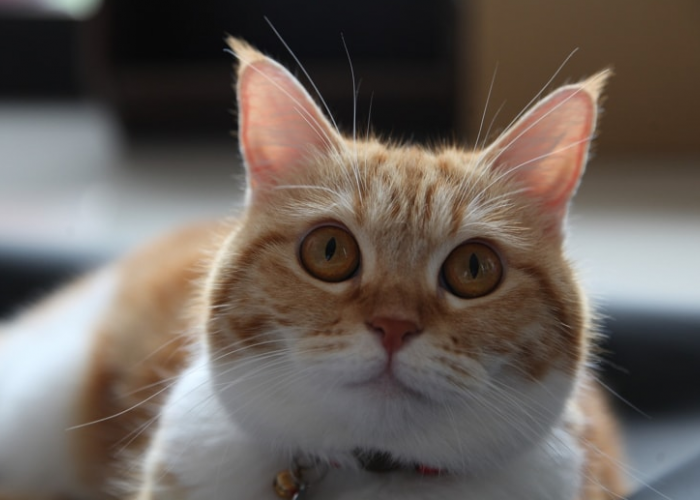 Apa Arti Kuping Kucing Kedepan? Berikut 3 Tipe Bahasa Kucing yang Bisa Kamu Pelajari dengan Mudah!
