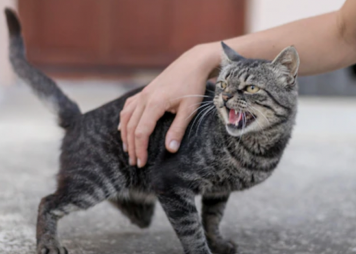 Jangan Coba Sentuh! Inilah 3 Bagian Sensitif pada Kucing dan Bagian yang Bisa Kamu Elus 