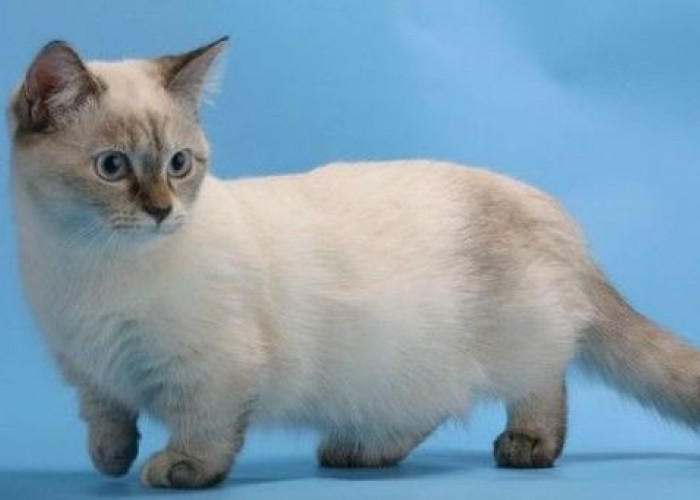 Mungil Dan Imut! Inilah 8 Ras Kucing Dengan Kaki Pendek Menggemaskan