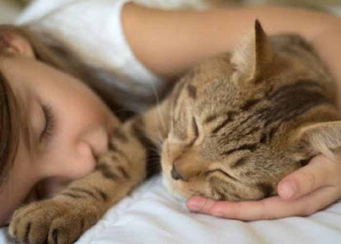 Benarkah Tidur Bersama Kucing Dapat Membawa Penyakit? Yuk Simak Penjelasannya