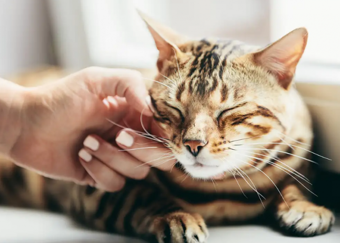 5 Alasan Rahasia Kenapa Kucing Mendengkur, Apakah Tanda Kebahagiaan?
