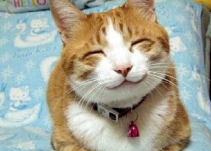 Mengenal 5 Tanda-Tanda Kucing Bahagia di Pelihara Olehmu, Ternyata Ini Lho Yang Membuat Kucing Bahagia!