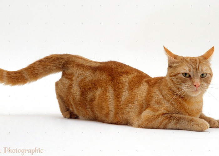 Inilah 5 Perilaku Kucing yang Unik, Apakah Dengan Memakan Rumput Kucing Bisa Kenyang? Loh Ga Bahaya Tah?
