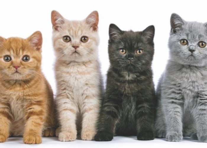 Cara Menjinakkan Anak Kucing: Berikut ini 6 Tips Membina Kepercayaan dengan Anak Kucing Baru