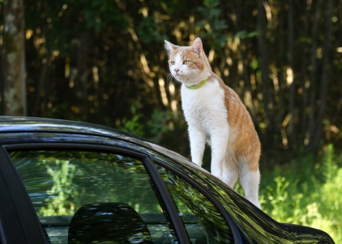 Mobil Baret Gegara Kucing, Simak Cara Ini, Hilang Seketika tanpa ke Bengkel