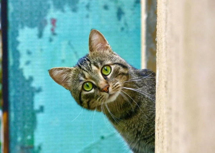Geram Dengan Tingkah Kucing Liar, Inilah 3 Cara Mengusir Tanpa Menyakiti