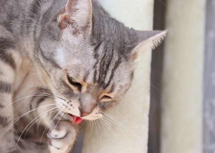 Jangan Panik, Begini 6 Cara Mengatasi Kucing Muntah, Cat Lovers Wajib Tahu! 