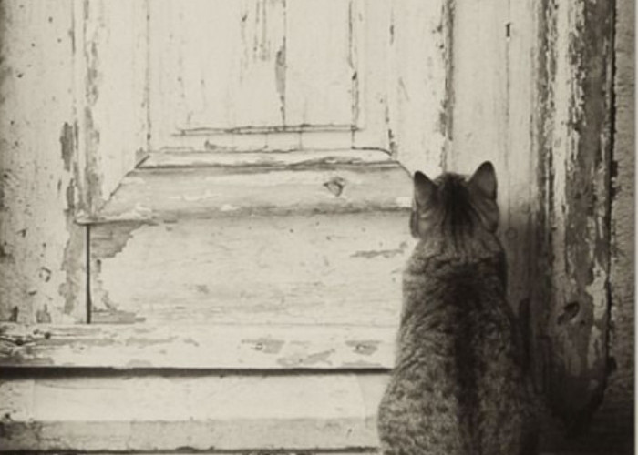 Bikin Sedih dan Terharu! Ini Dia Kenapa Kucing Suka Menunggu di Depan Pintu Rumahmu Yuk Simak 7 Alasannya 