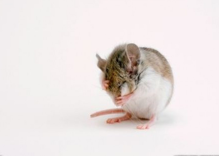 Tikus Takut dengan Bau Apa? Tips Ampuh Mengusir Tikus Tanpa Capek
