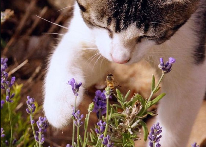 Mengenal 7 Tanaman Yang Paling di Benci Kucing, Cocok Untuk Mengusir Kucing Liar Yang Suka Berak Sembarangan 