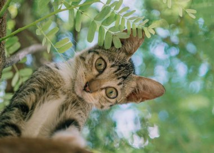 Bikin Kucing Jengkel dan Menjauh! Ini 5 Bau Alami yang Tidak Disukai Kucing, Cara Ampuh Usir Kucing Kampung