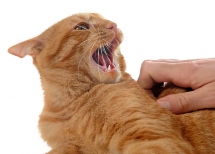 Ternyata Ini 5 Penyabab Tiba-Tiba Kucing Peliharaan Jadi Agresif dan Galak, Hati-Hati Dicakar!
