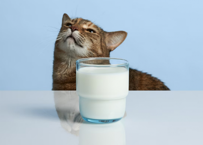 Apakah Susu Frisian Flag Bisa untuk Kucing? Inilah Bahayanya Beri Anabul Makanan Manusia