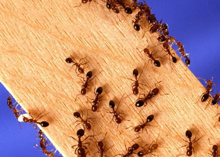 5 Cara Mengusir Semut Hingga Tidak Berani Datang Lagi dan Membuat Kenyamanan Rumah Terjaga, Ketahui Yu!