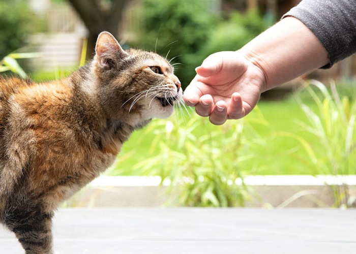 Kenali 5 Cara Kucing Berkomunikasi Melalui Suara, Bukan Hanya Mengeong Lho! Yuk Pahami Maksud Anabul