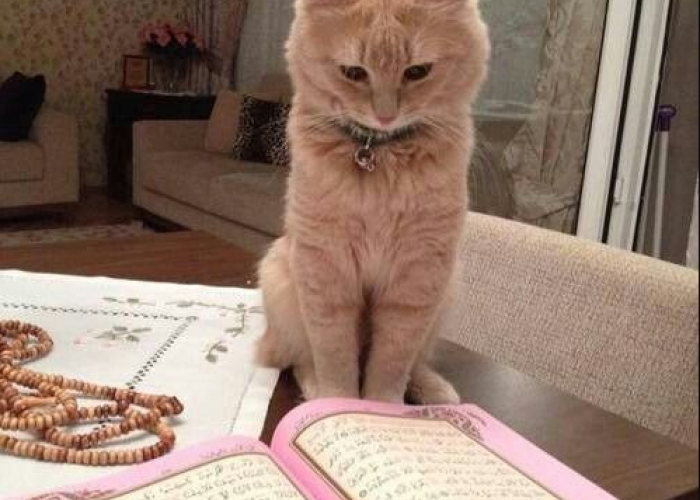 Ternyata Begini Nasib kucing Setelah Mati Dalam Islam, Tidak Masuk Surga atau Neraka!