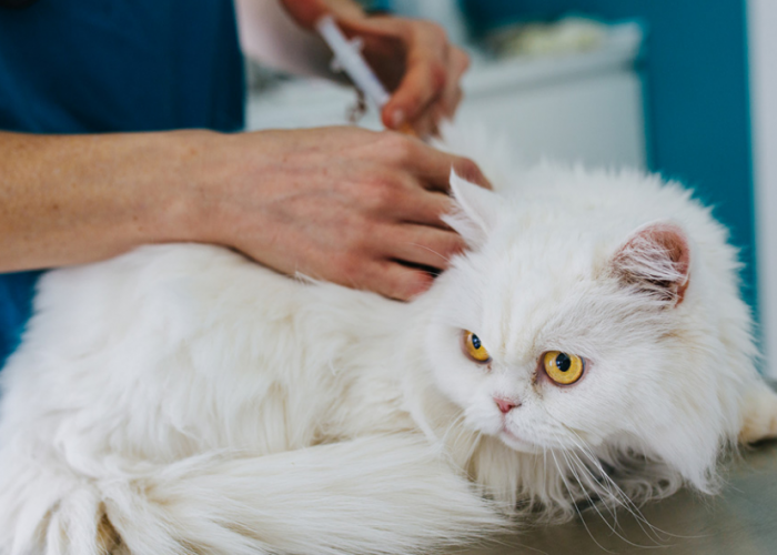 Catlovers Wajib Tau! Ini 5 Cara Mencegah Penyakit Rabies Pada Kucing Peliharaan