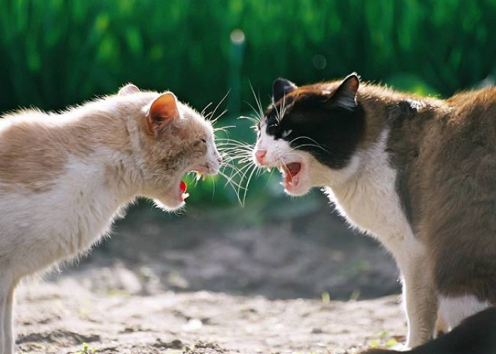 5 Cara Menghentikan Kucing Agresif, Agar Tercipta Lingkungan Kucing yang Damai!