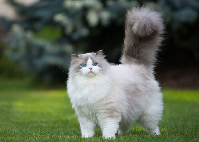 Top 10 Nama Untuk Kucing Anggora Jantan yang Elegan dan Lucu
