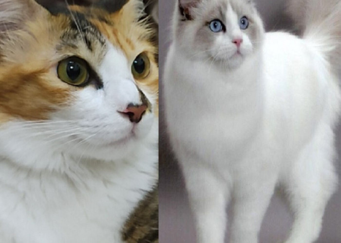 Inilah 5 Kelebihan Memelihara Kucing Kampung Dibandingkan Dengan Kucing Ras, Ternyata Ini Perbedaanya!