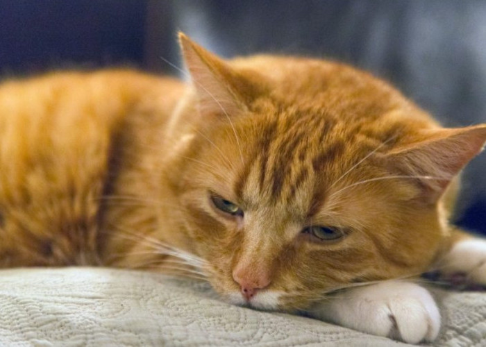 10 Penyebab Kucing Tidak Mau Makan dan Lemas, Cek Dulu Gejalanya