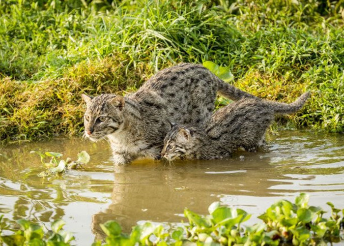 Pintar Memancing Ikan! Yuk Kenal Lebih Dekat Dengan Kucing Bakau, Si Kucing Hutan Asli Indonesia