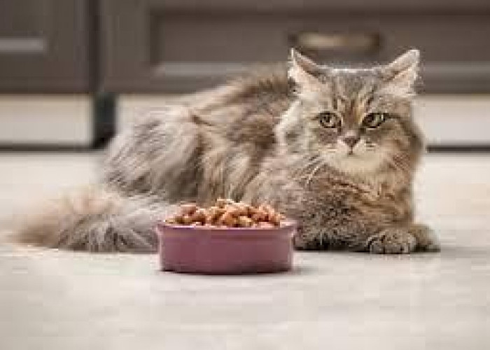 Bingung Kucing Anggora Sakit Tidak Mau Makan? 4 Cara Mengatasi Kucing Anggora Kurang Nafsu Makan Akibat Sakit