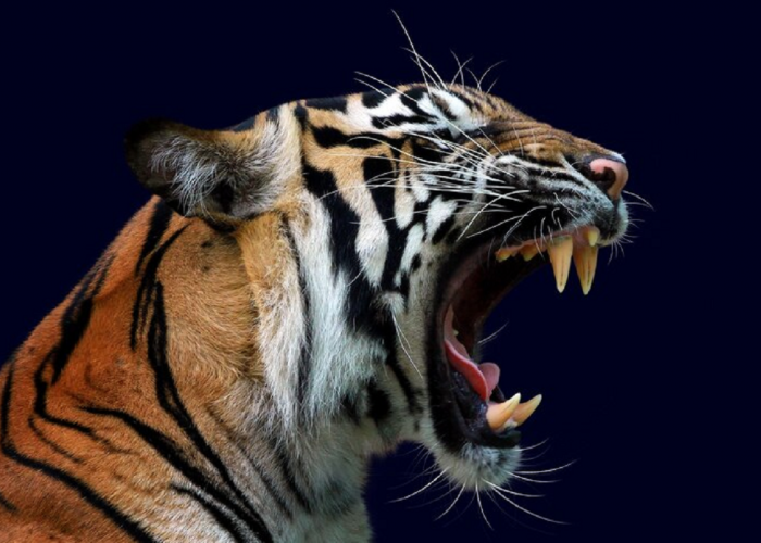 Inilah Mitos Harimau Jawa Yang Wajib Kamu Ketahui, Nomor 1 Sering Dikira Fakta! 